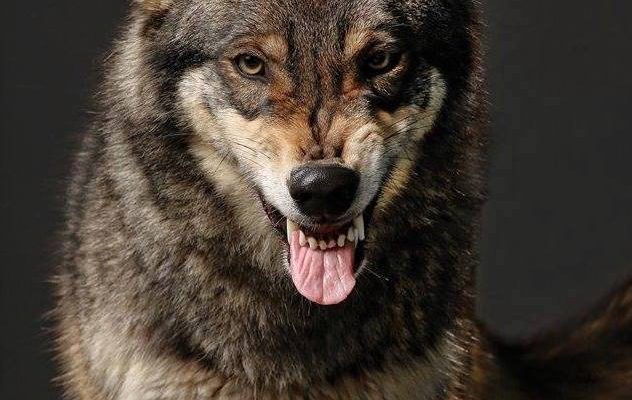Wolves for Films snarling Wolf