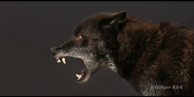 Black wolf snarling for movies