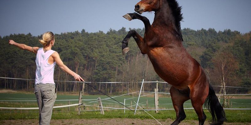 Animal Actors Horses
