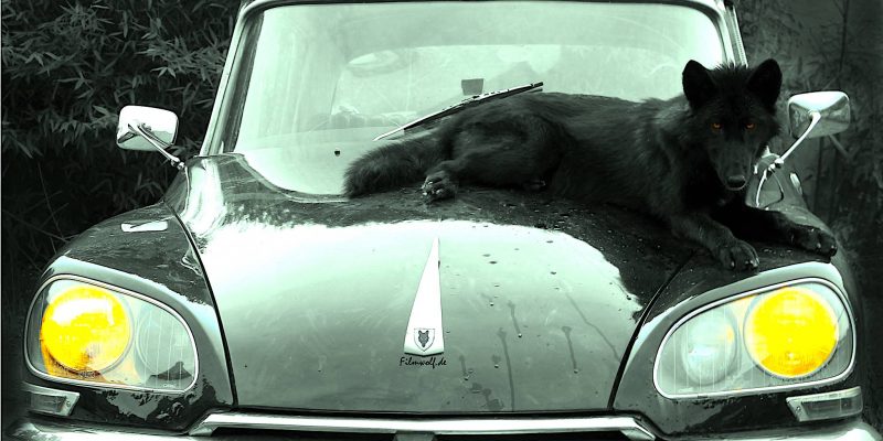 Black Wolf on car