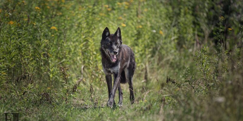black wolf running
