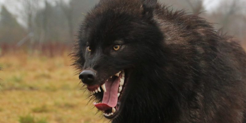 Wolves for Films wolf snarling